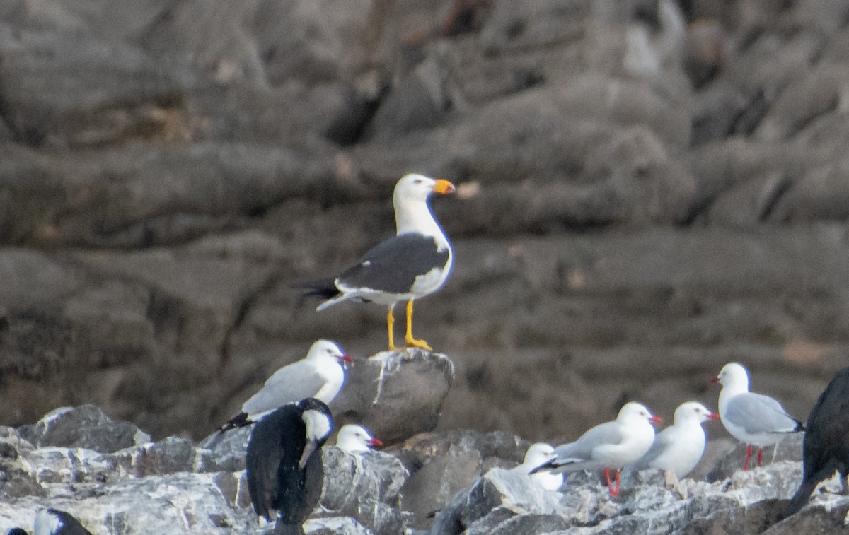 Pacific Gull - ML621739974