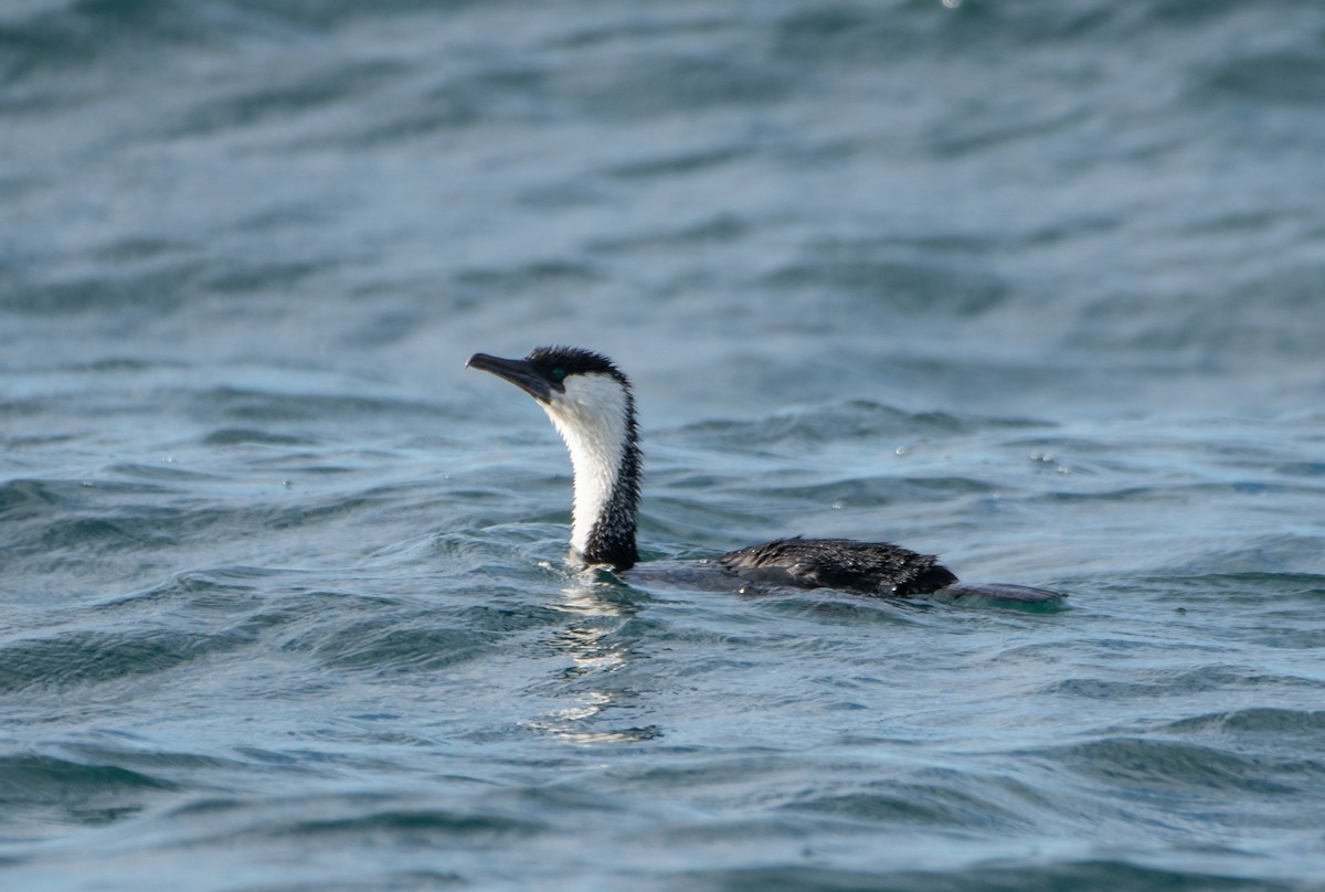 Black-faced Cormorant - ML621739977