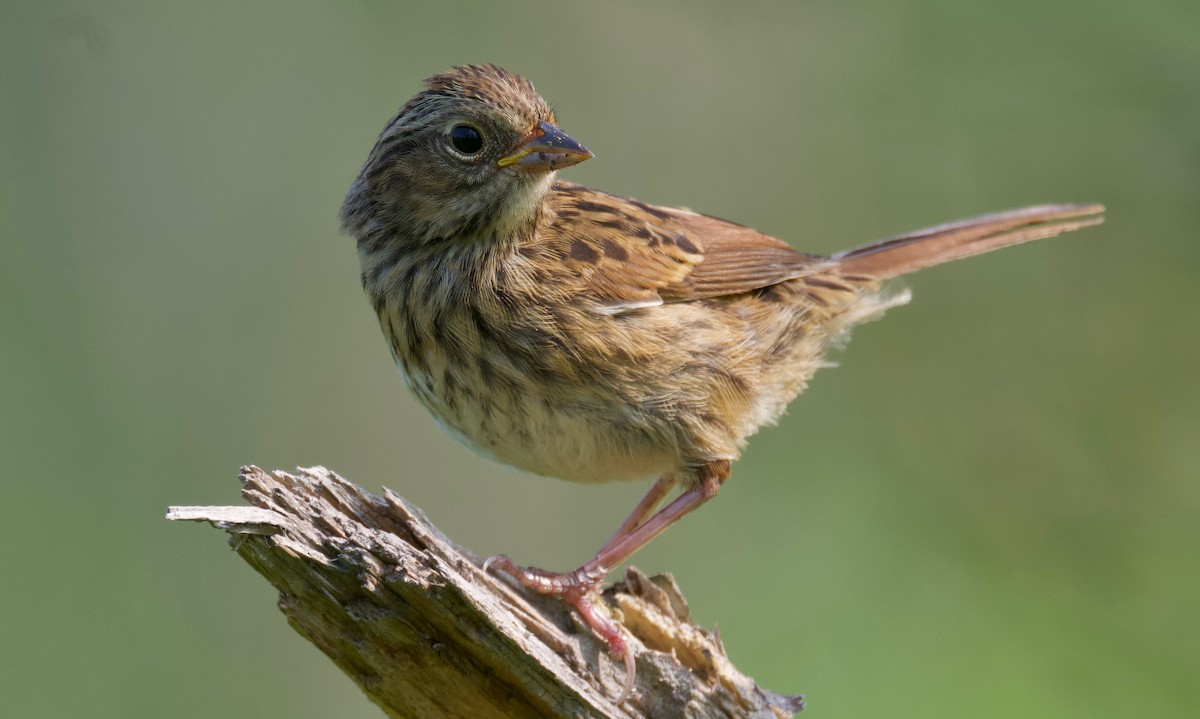 Swamp Sparrow - ML621739998