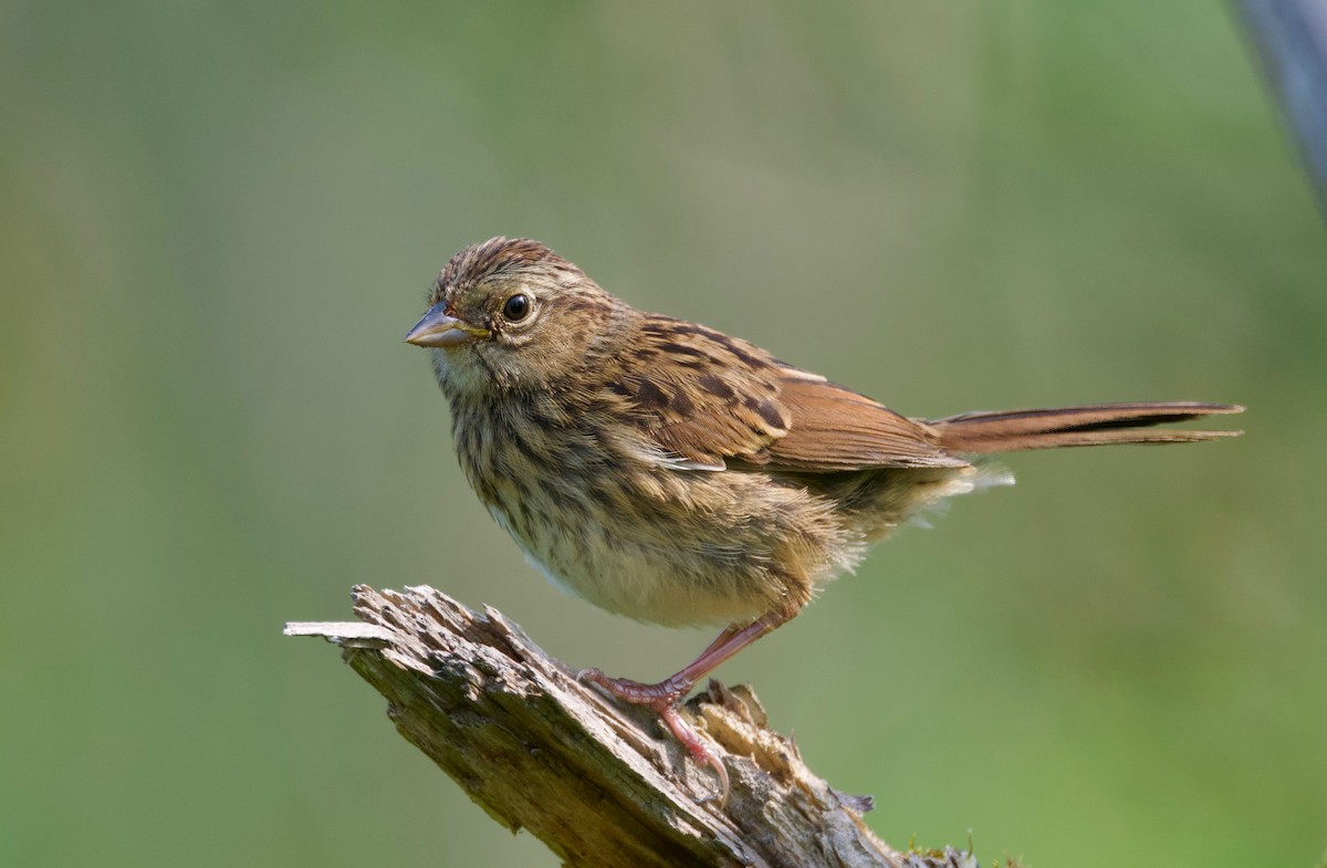 Swamp Sparrow - ML621740000