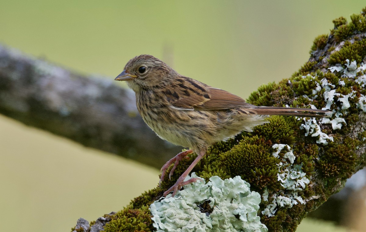 Swamp Sparrow - ML621740002