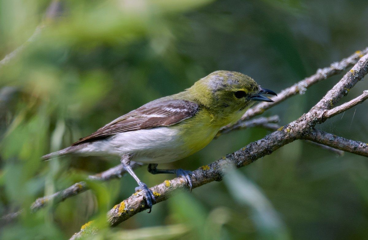 Yellow-throated Vireo - ML621740007