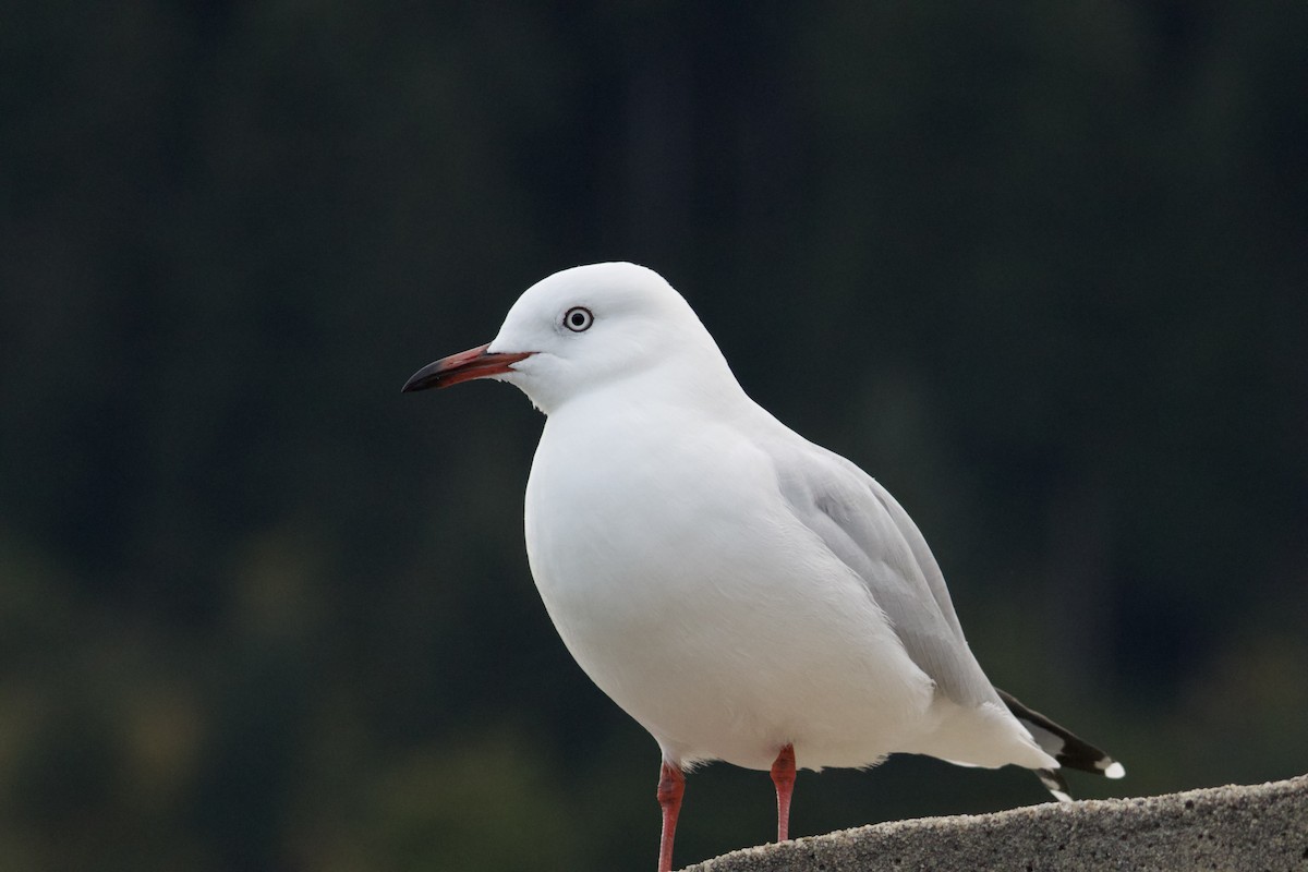 Black-billed Gull - ML621740010