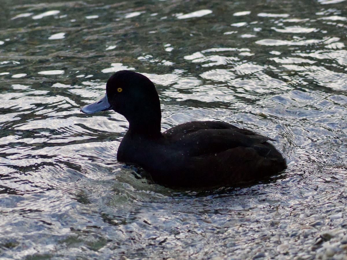 New Zealand Scaup - ML621740016