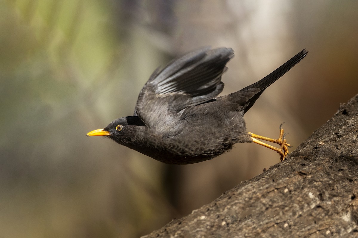 Chiguanco Thrush - ML621740042