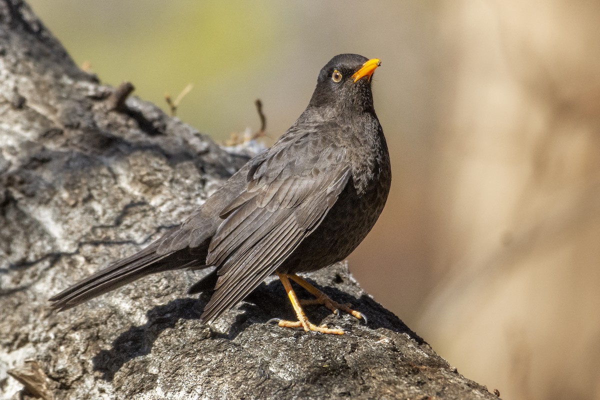 Chiguanco Thrush - ML621740045