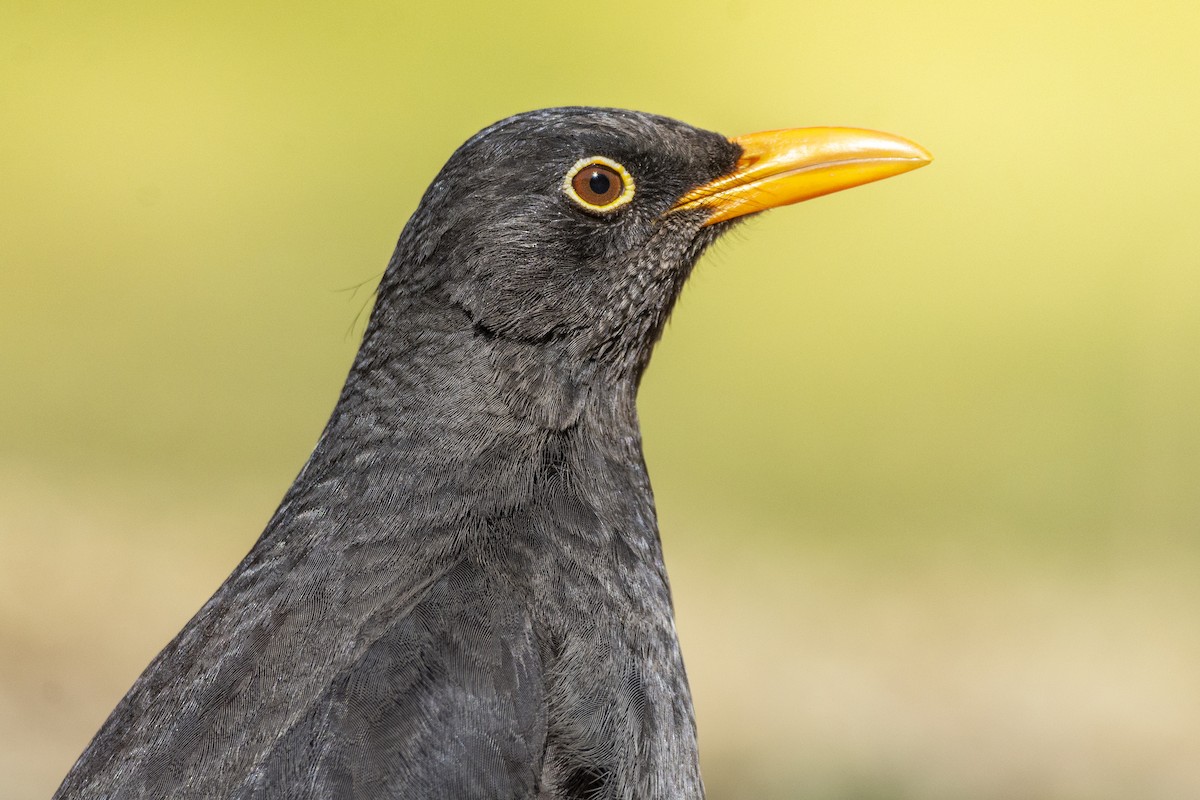 Chiguanco Thrush - ADRIAN GRILLI