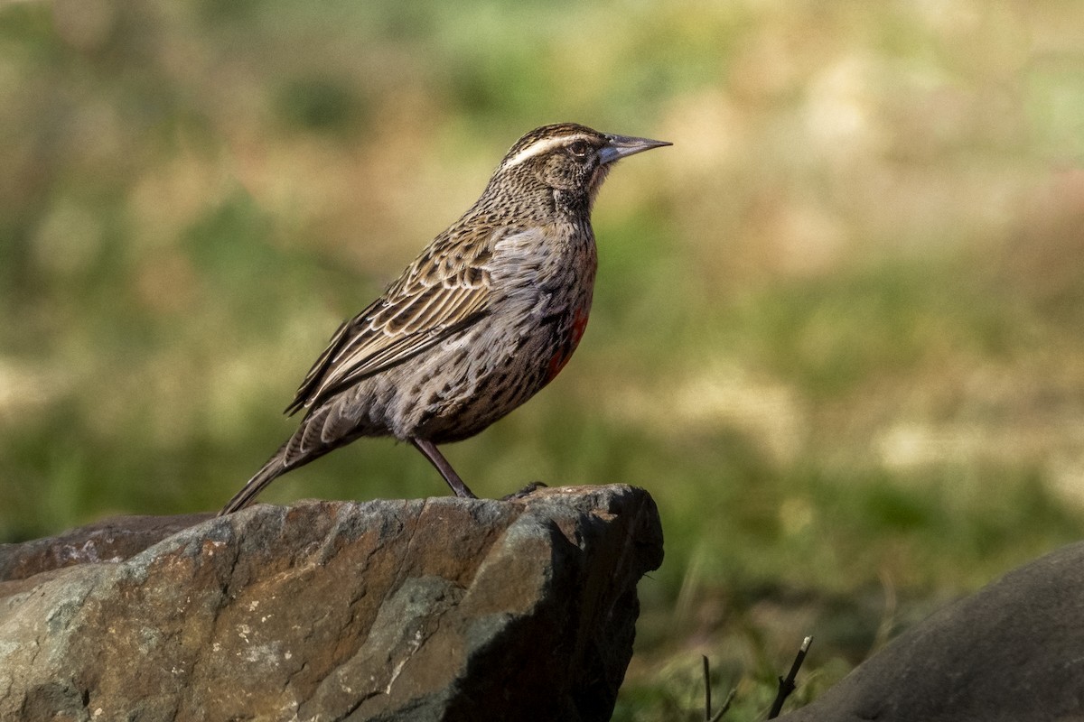 Long-tailed Meadowlark - ML621740048