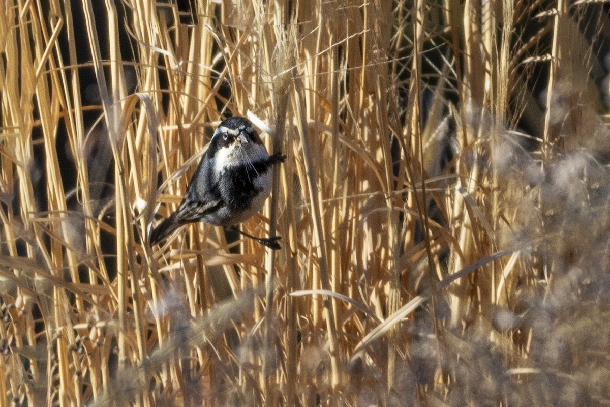 Ringed Warbling Finch - ML621740050