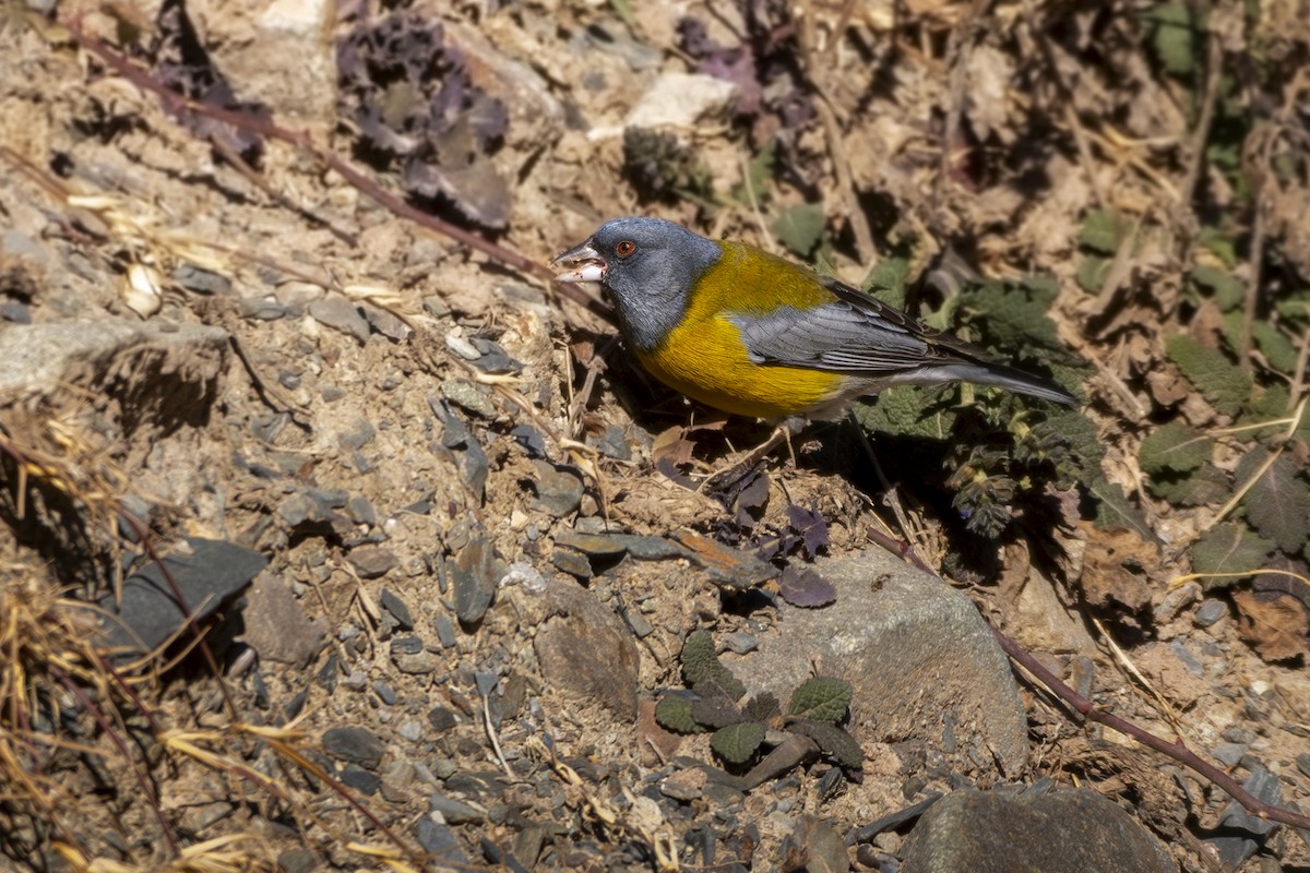 Gray-hooded Sierra Finch - ML621740054