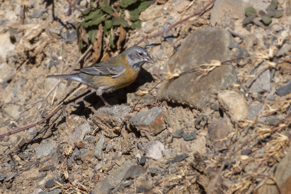 Gray-hooded Sierra Finch - ML621740055