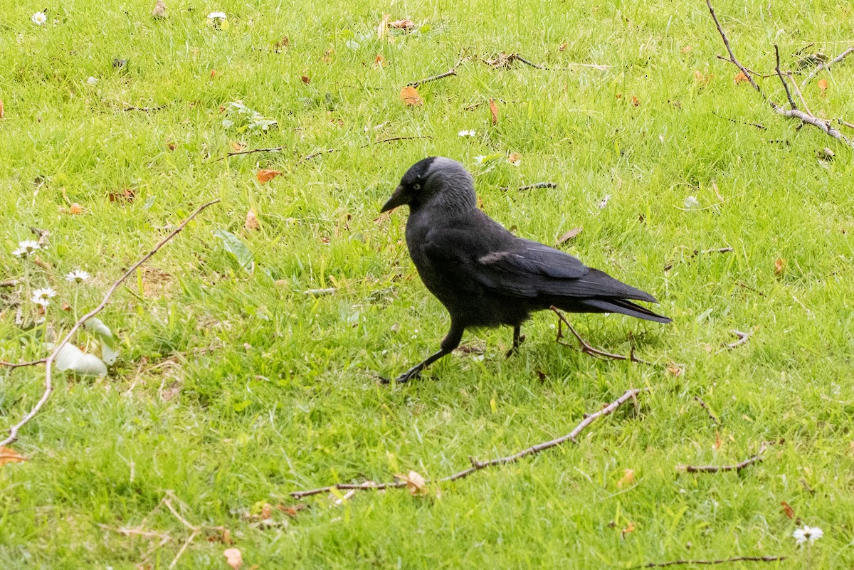 Eurasian Jackdaw - ML621740085