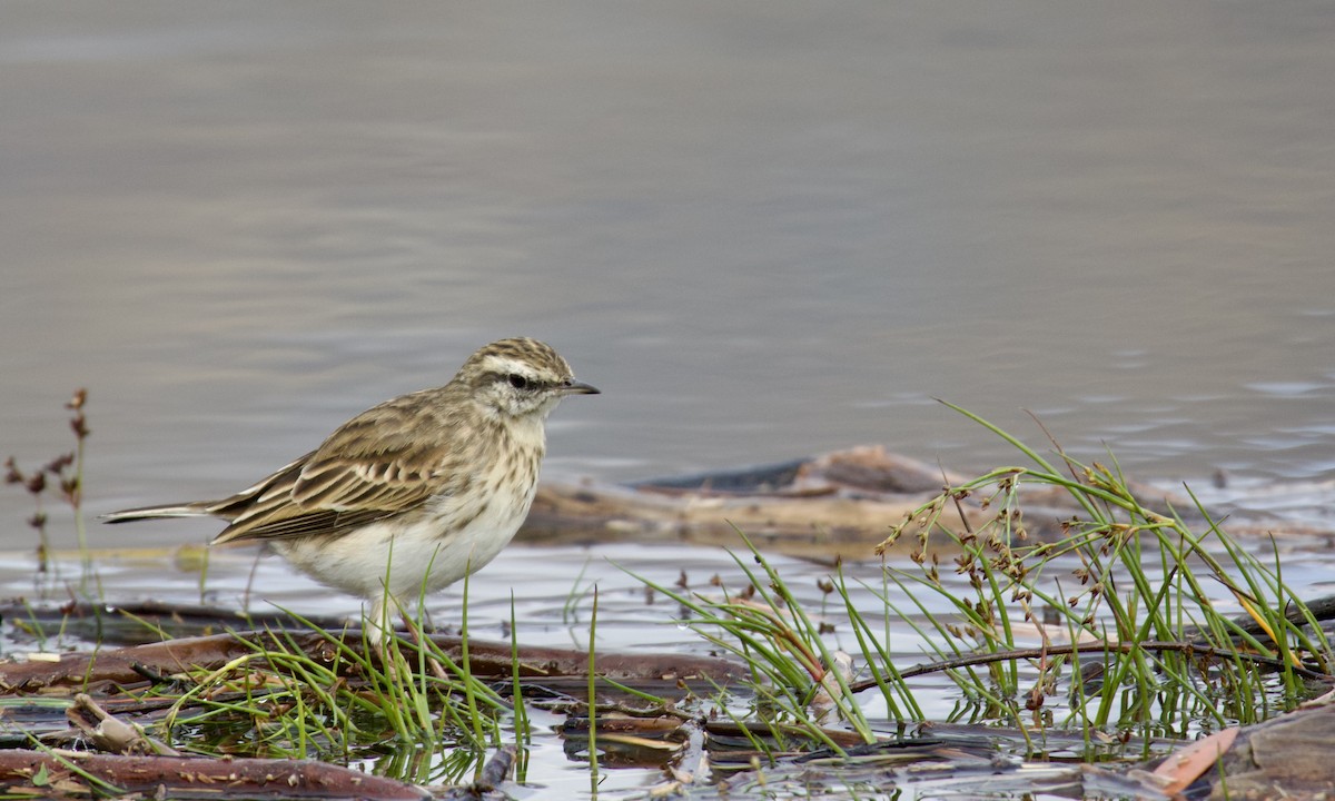 New Zealand Pipit - ML621740106