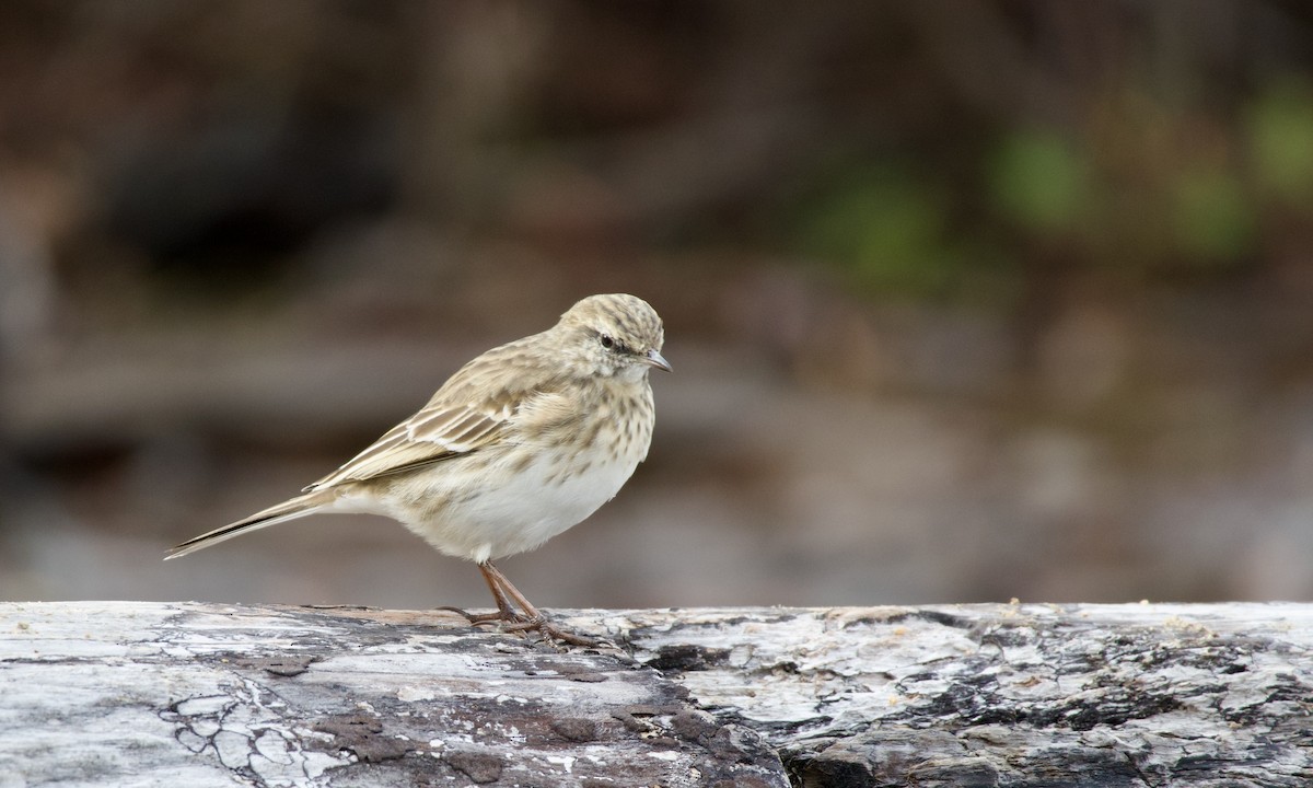 New Zealand Pipit - ML621740108