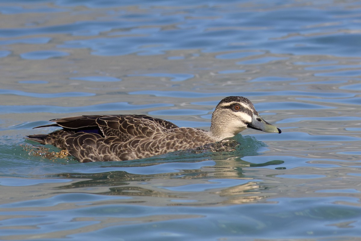 Mallard x Pacific Black Duck (hybrid) - ML621740114