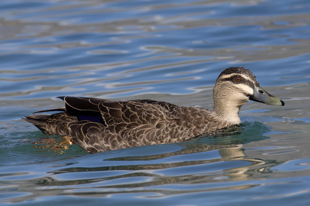 Mallard x Pacific Black Duck (hybrid) - ML621740118