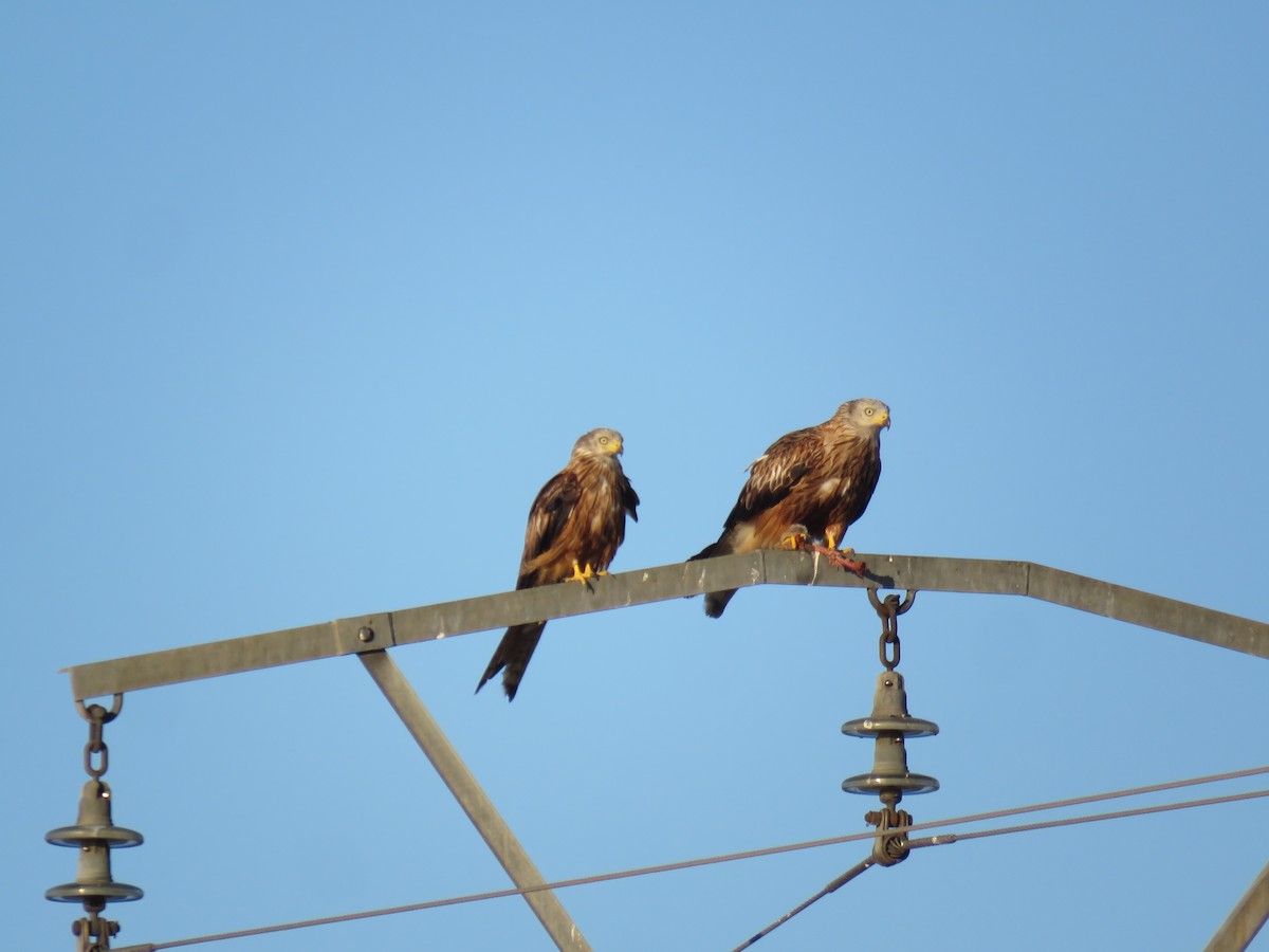 Red Kite - ML621740141