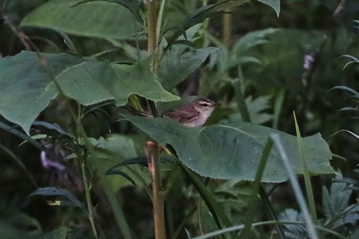 Black-browed Reed Warbler - ML621740177