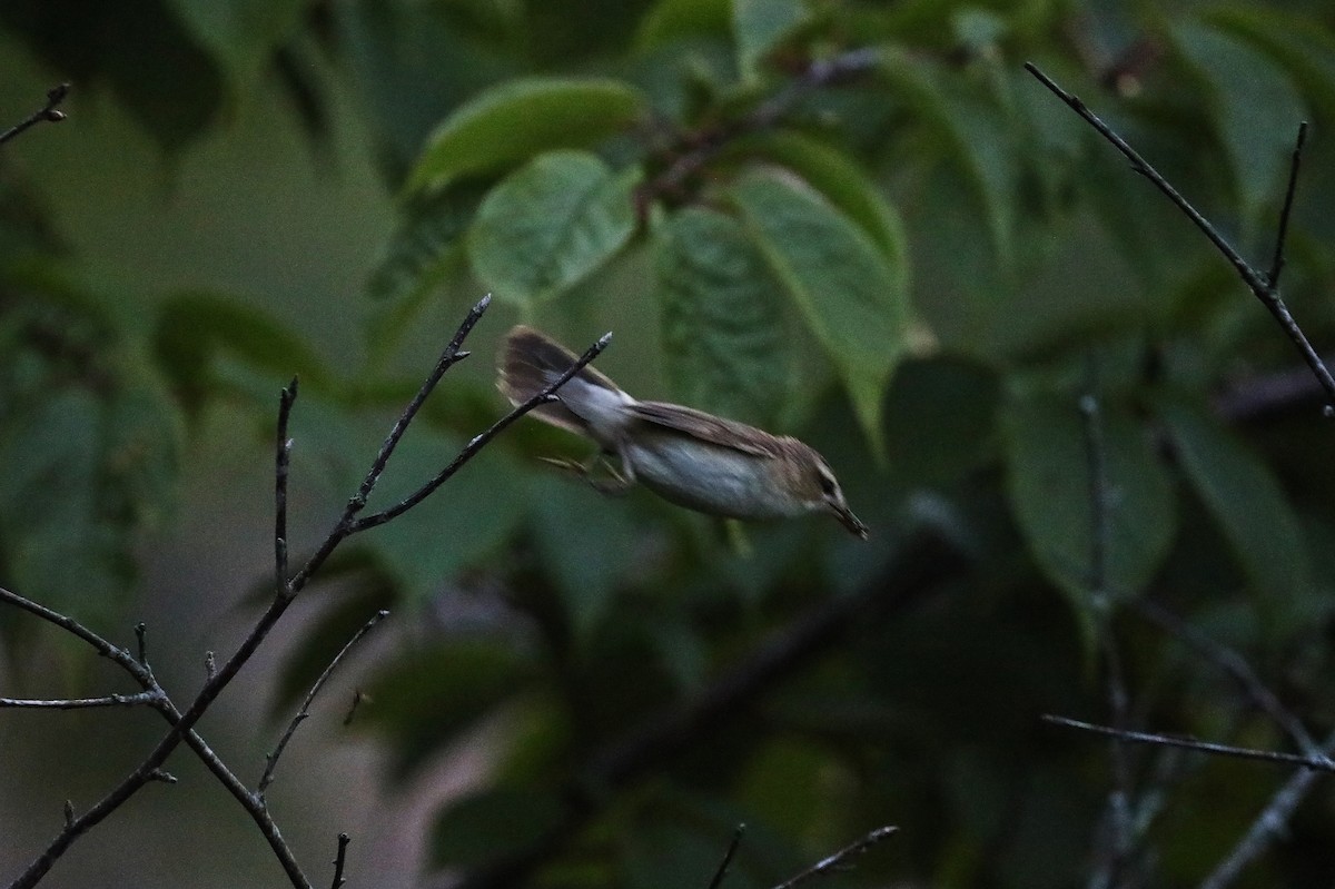 Black-browed Reed Warbler - ML621740179