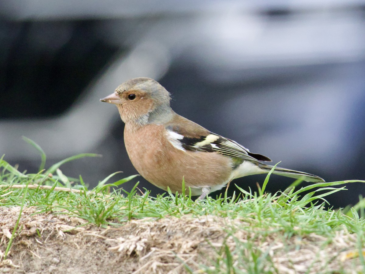 Common Chaffinch - Steven Turner