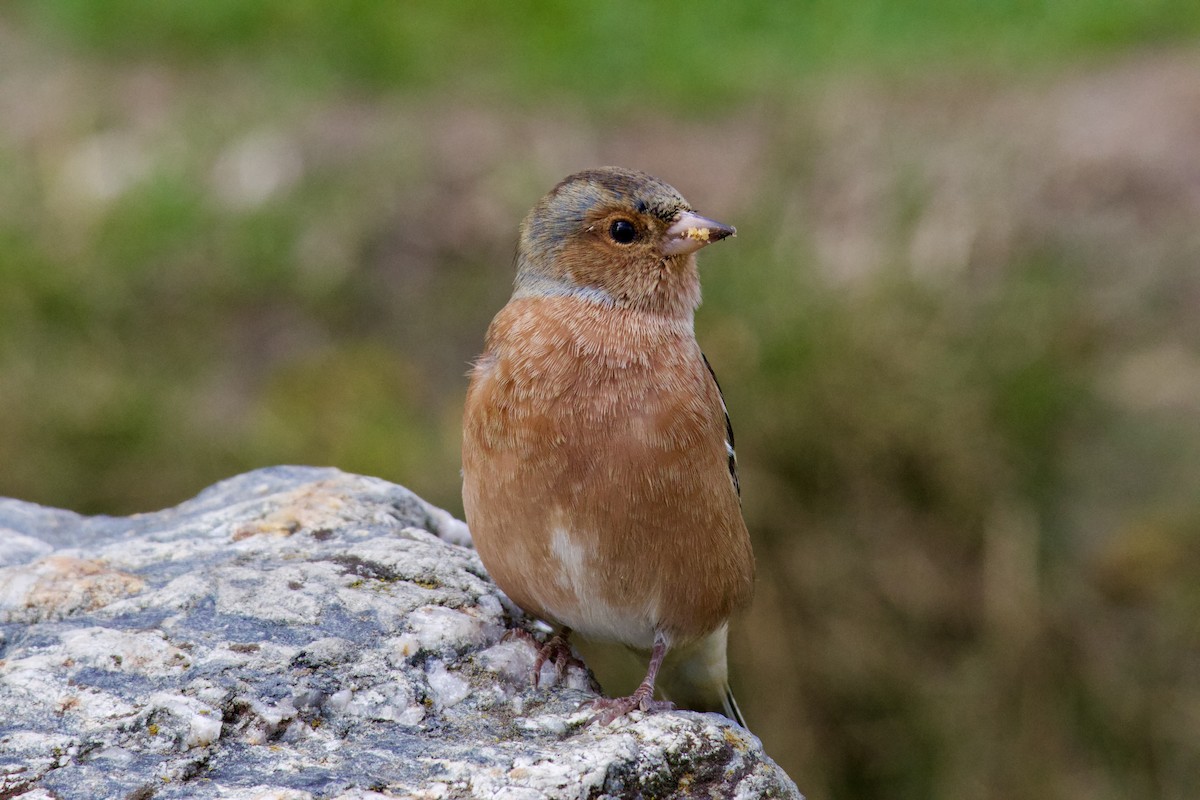 Common Chaffinch - ML621740261