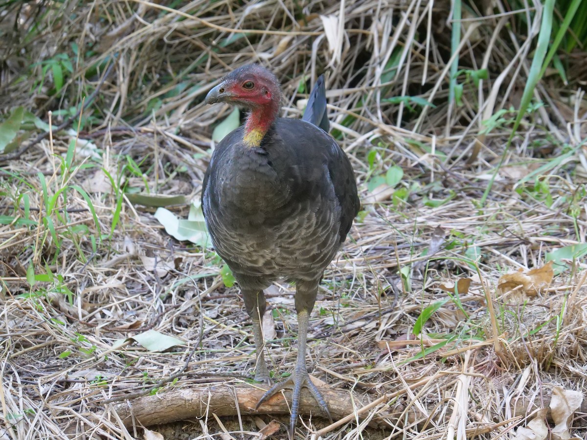 Australian Brushturkey - ML621740271