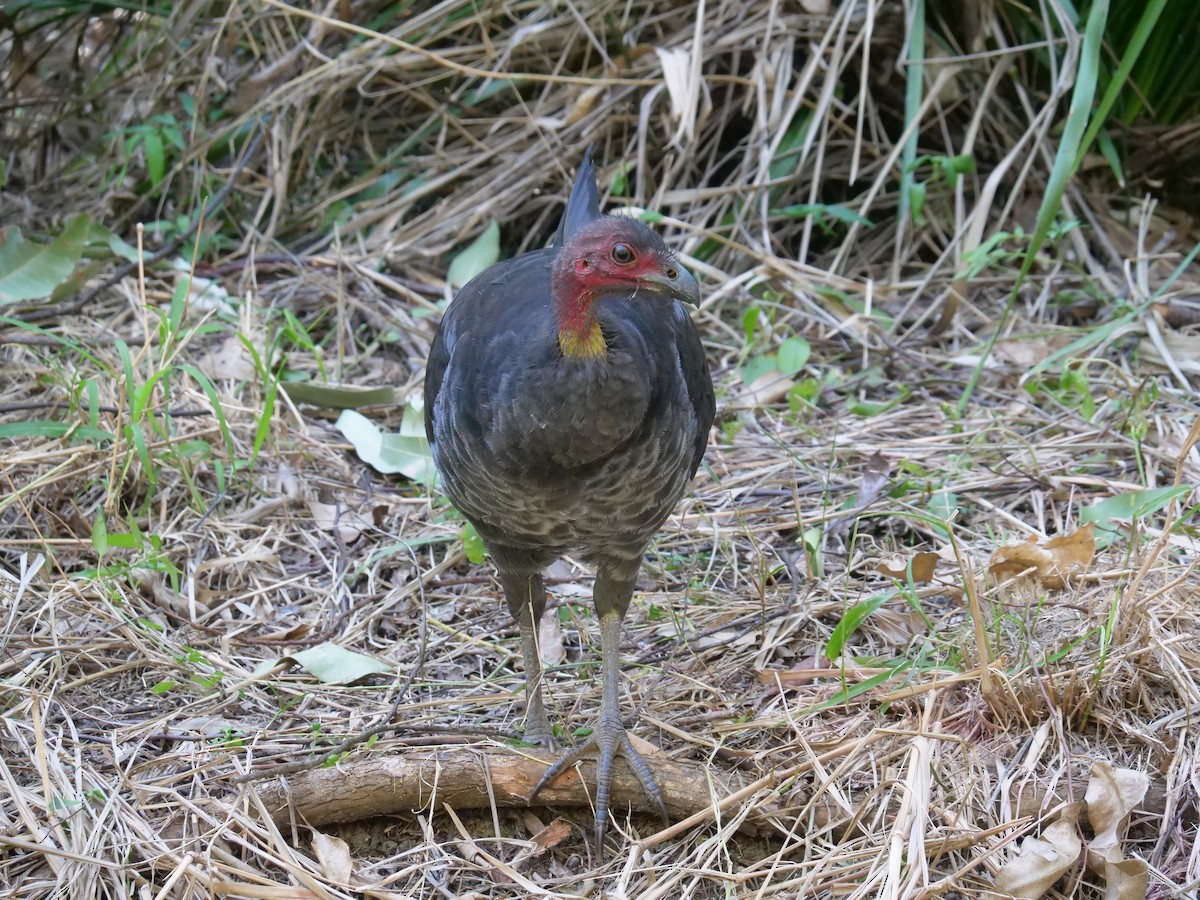 Australian Brushturkey - ML621740272