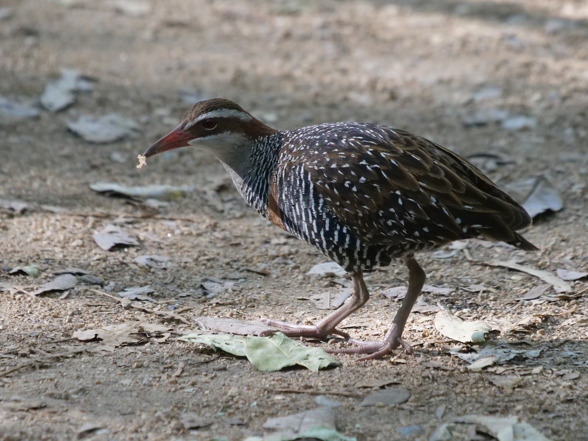 Buff-banded Rail - ML621740275