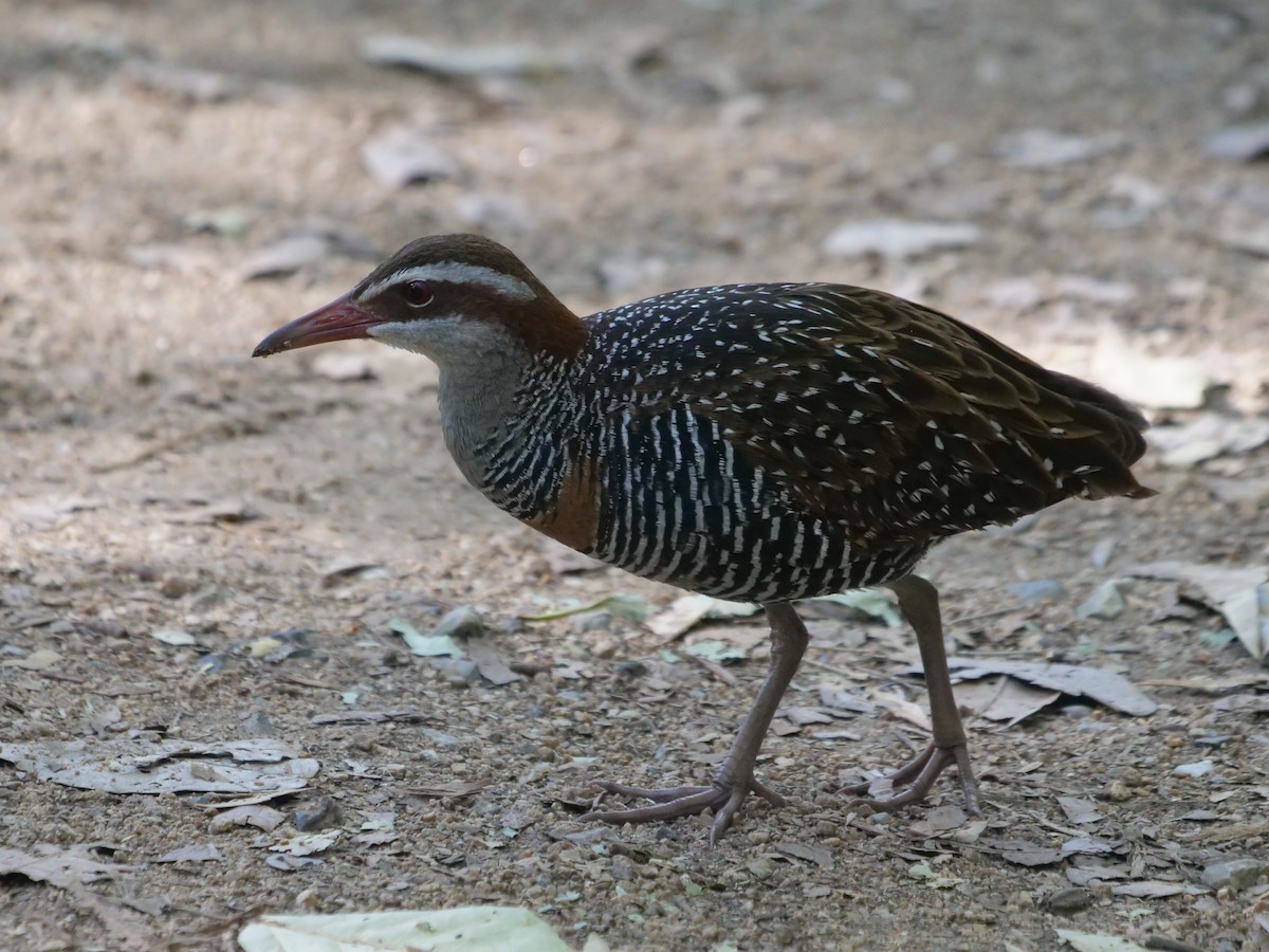 Buff-banded Rail - ML621740276