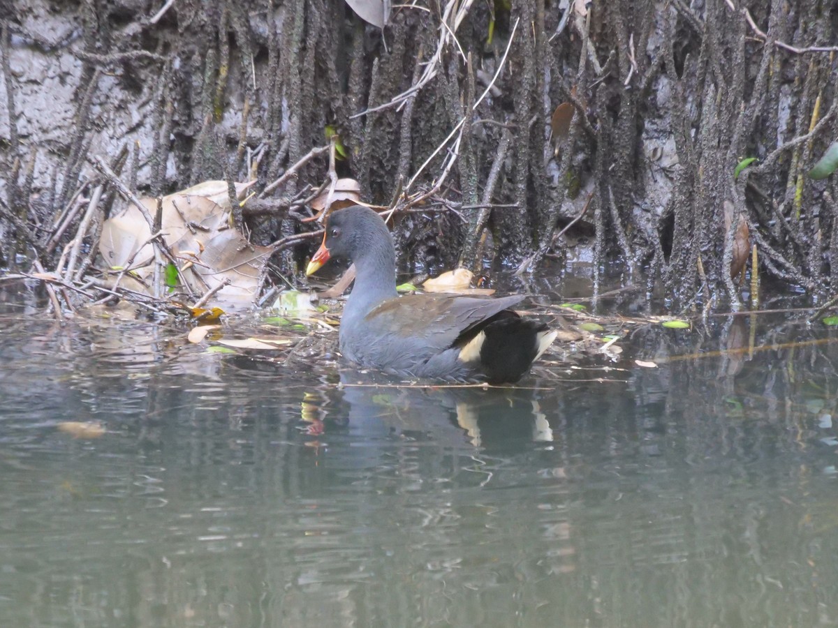 Dusky Moorhen - ML621740277