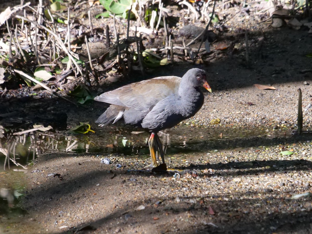 Dusky Moorhen - ML621740278