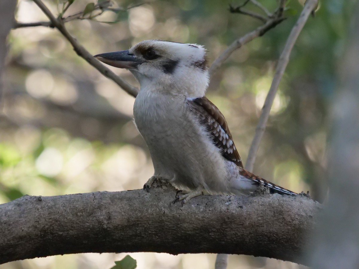 Laughing Kookaburra - ML621740279