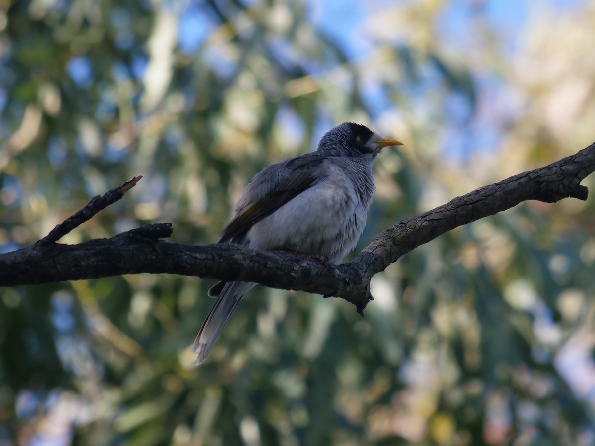 Noisy Miner - ML621740282