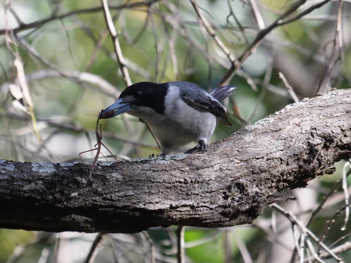 Gray Butcherbird - ML621740284