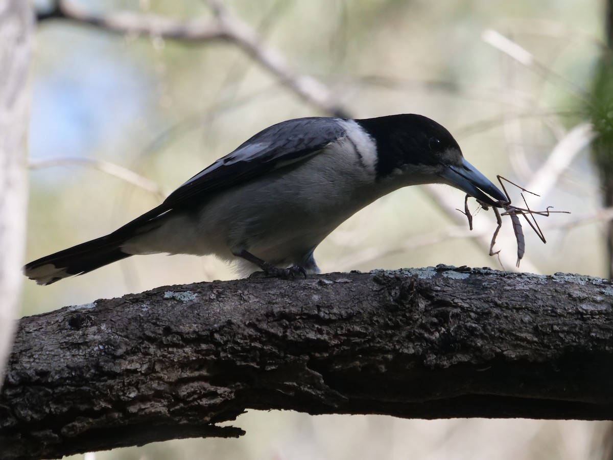 Gray Butcherbird - ML621740285