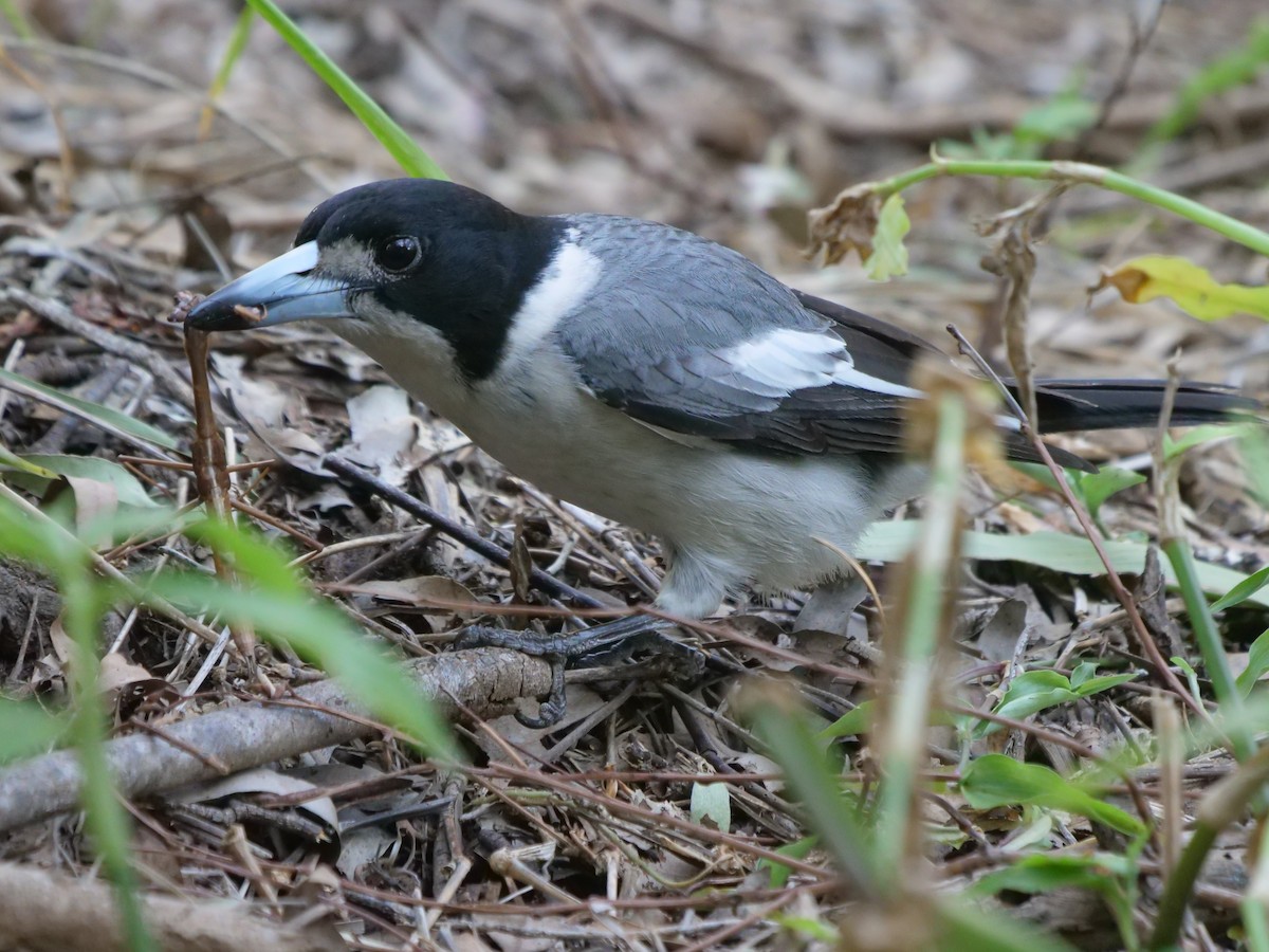 Gray Butcherbird - ML621740286