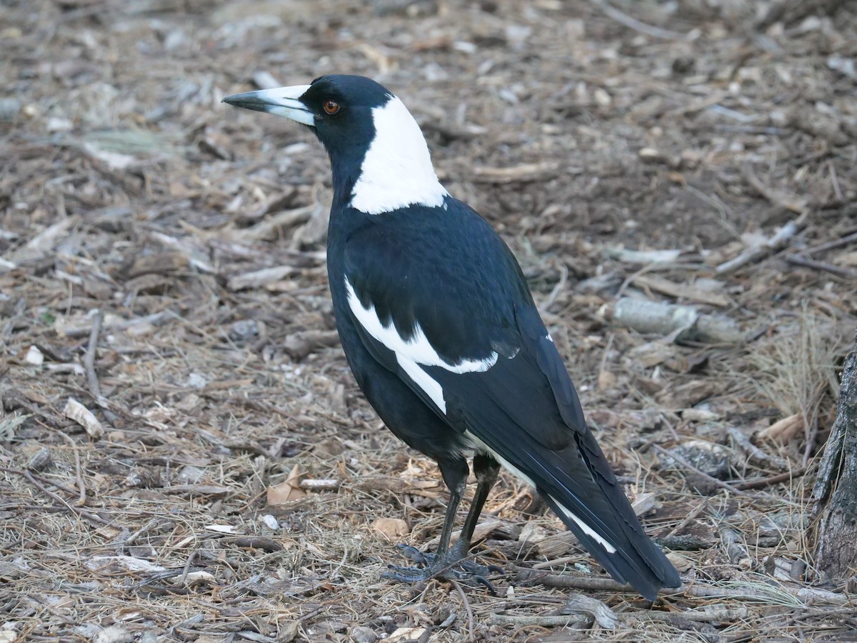 Australian Magpie - ML621740287