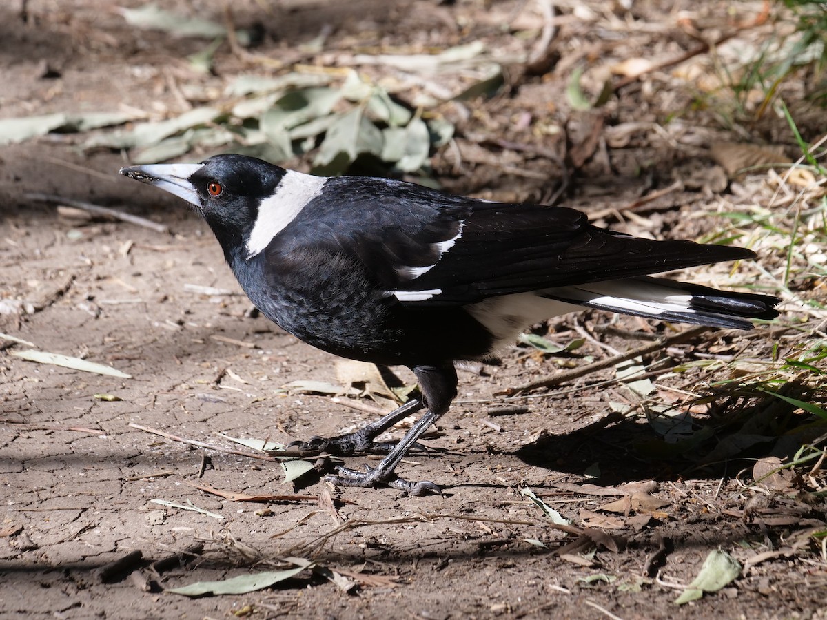 Australian Magpie - ML621740288