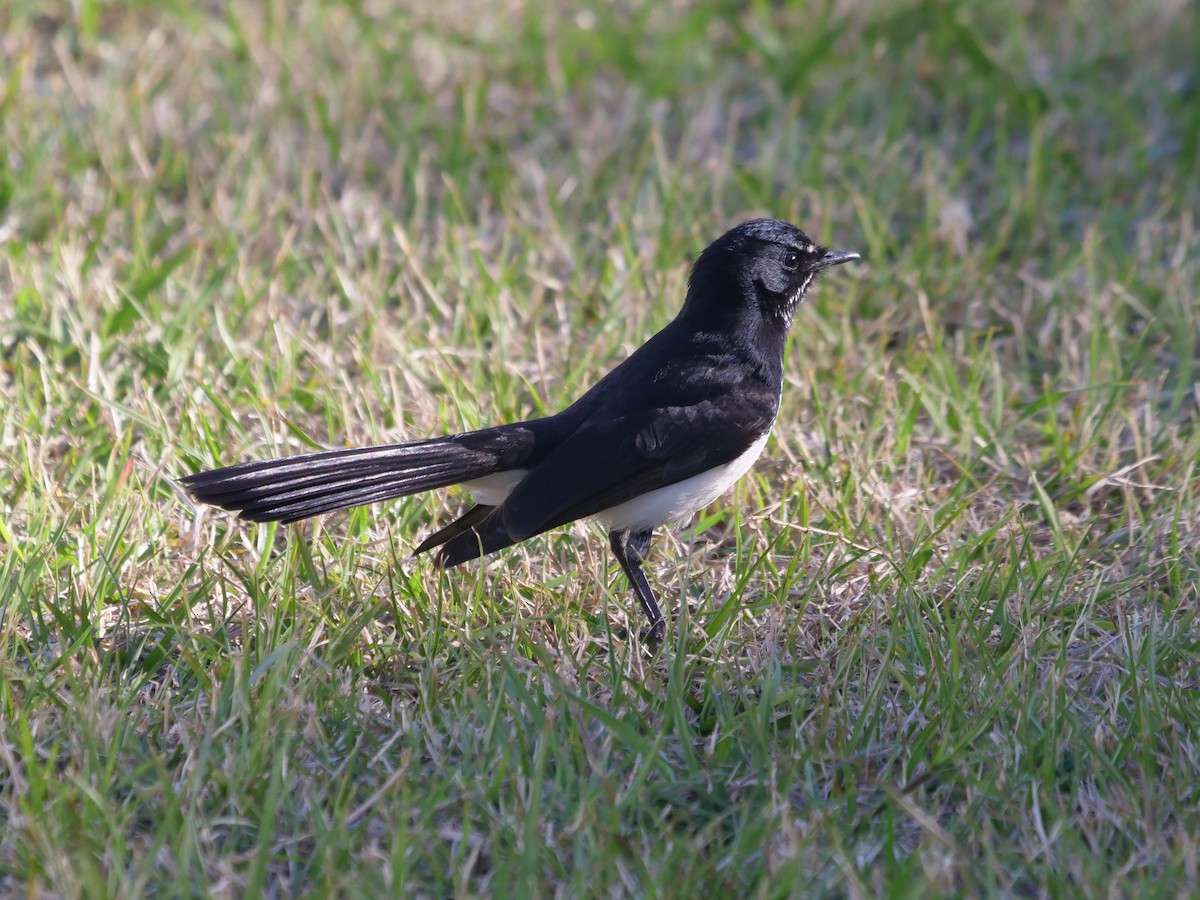 Willie-wagtail - Frank Coman