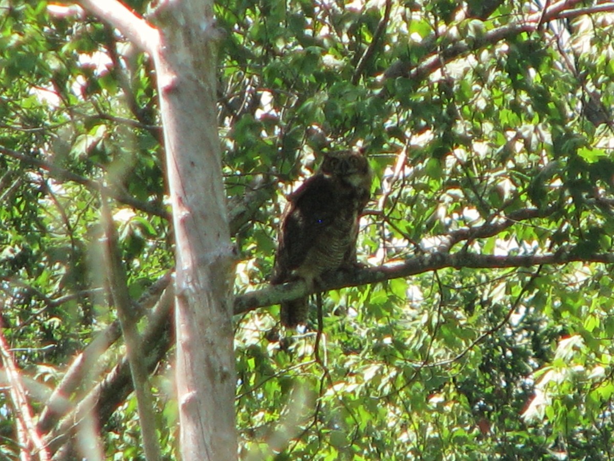 Great Horned Owl - ML62174031