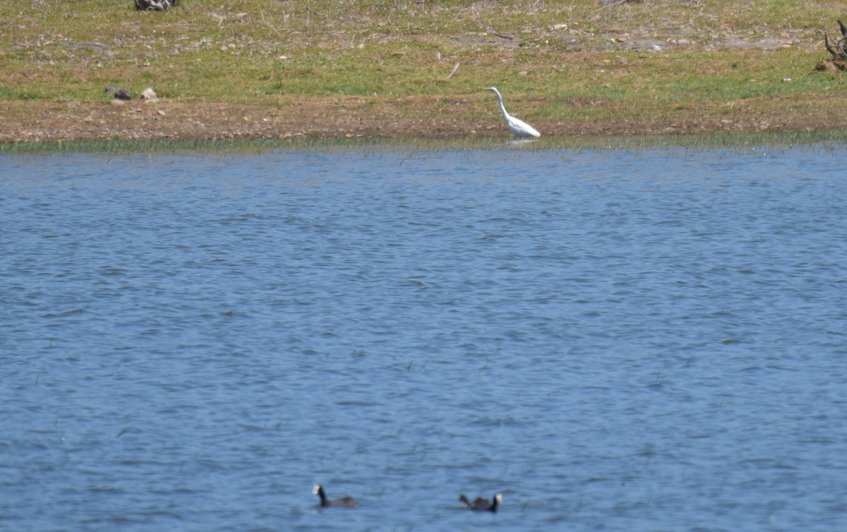 Цасч дэглий - ML621740344