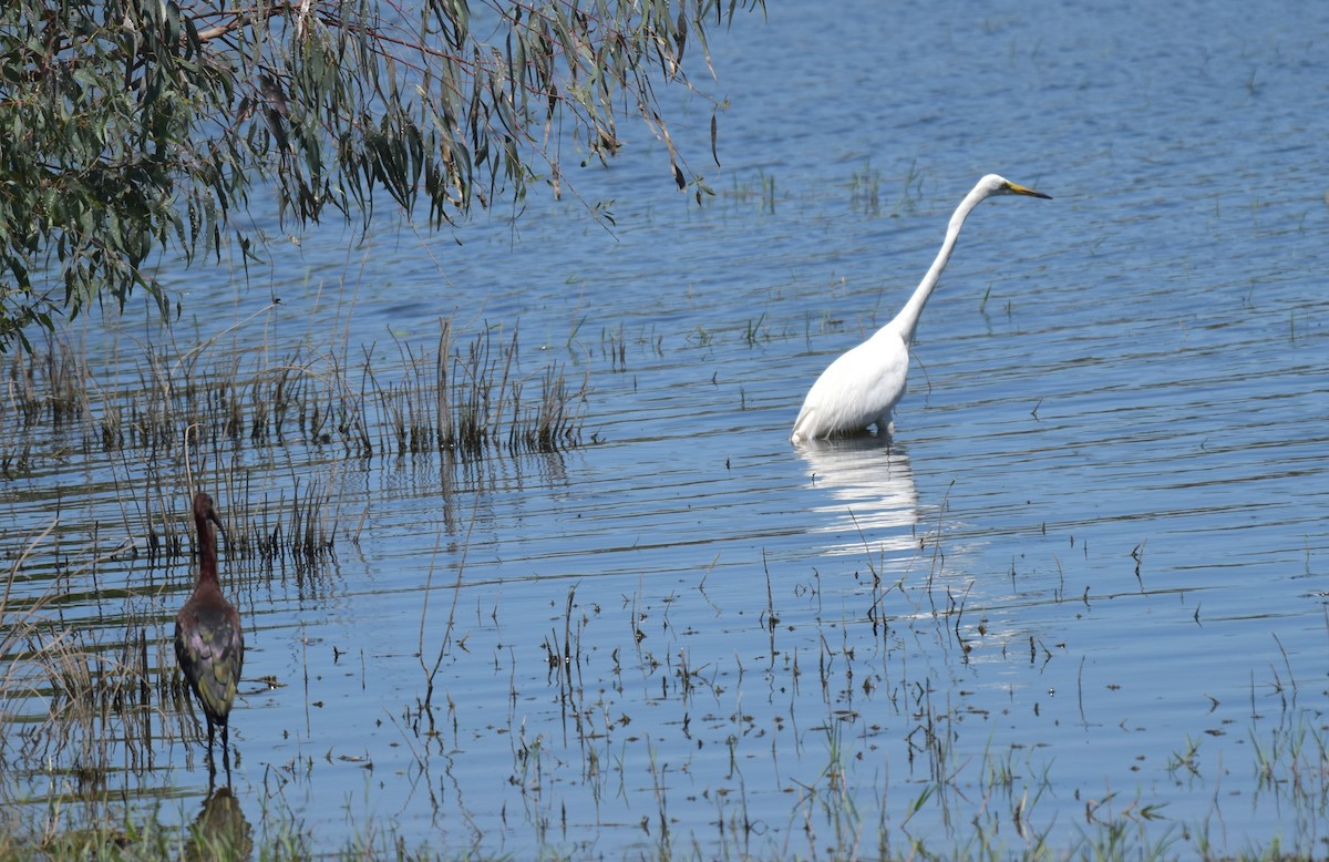 Цасч дэглий - ML621740345