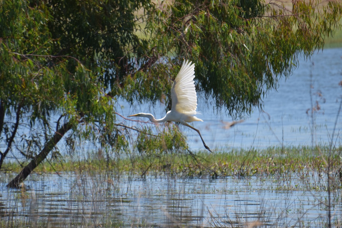 Цасч дэглий - ML621740346
