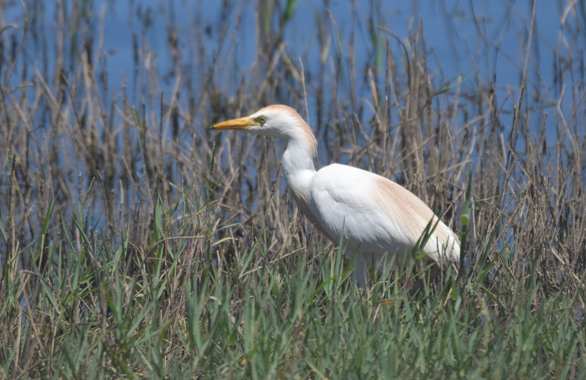 Western Cattle-Egret - ML621740355