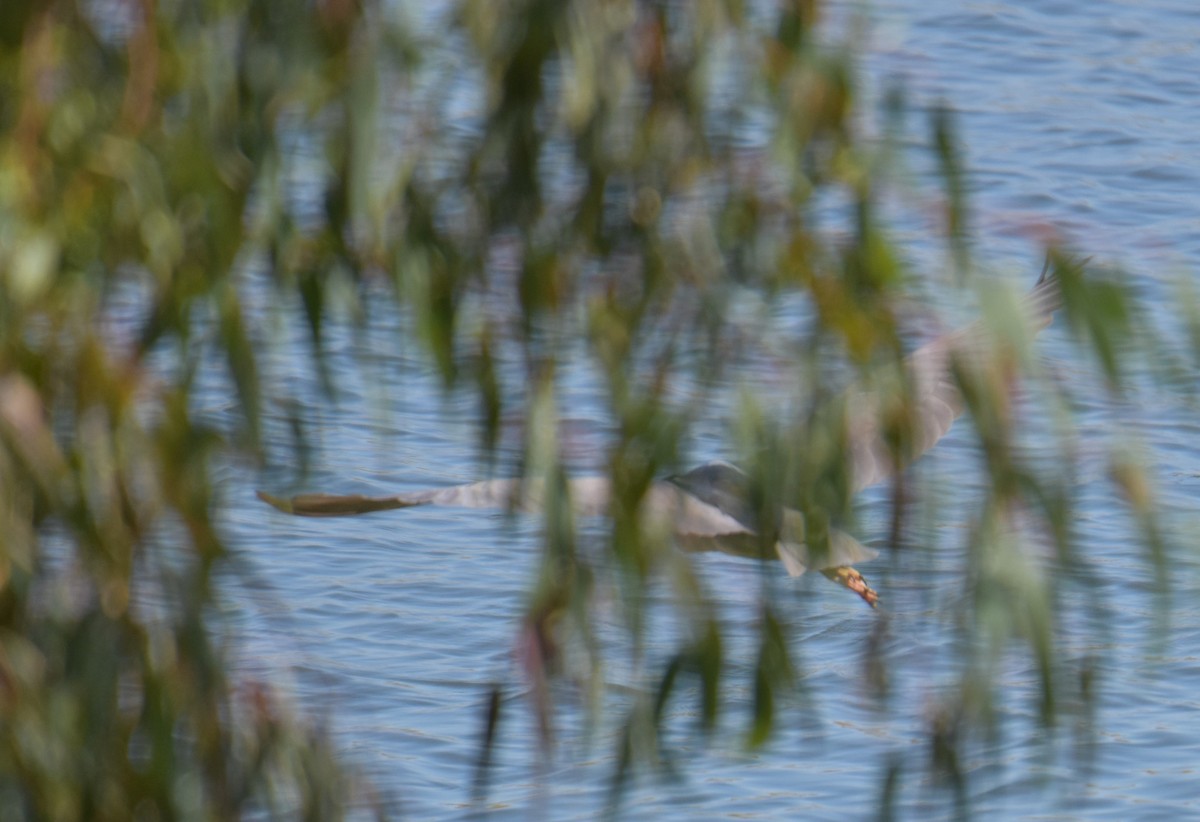 Ногоовор зашин - ML621740357