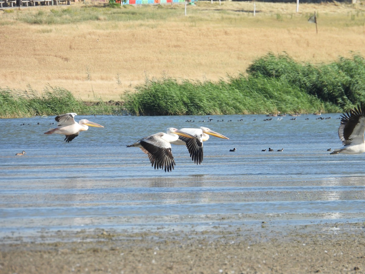 Great White Pelican - ML621740399