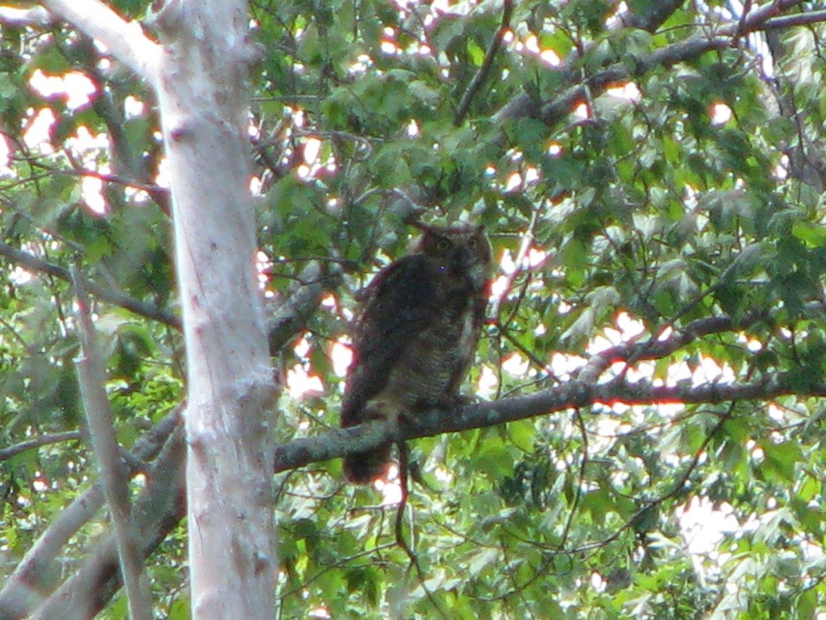 Great Horned Owl - ML62174041