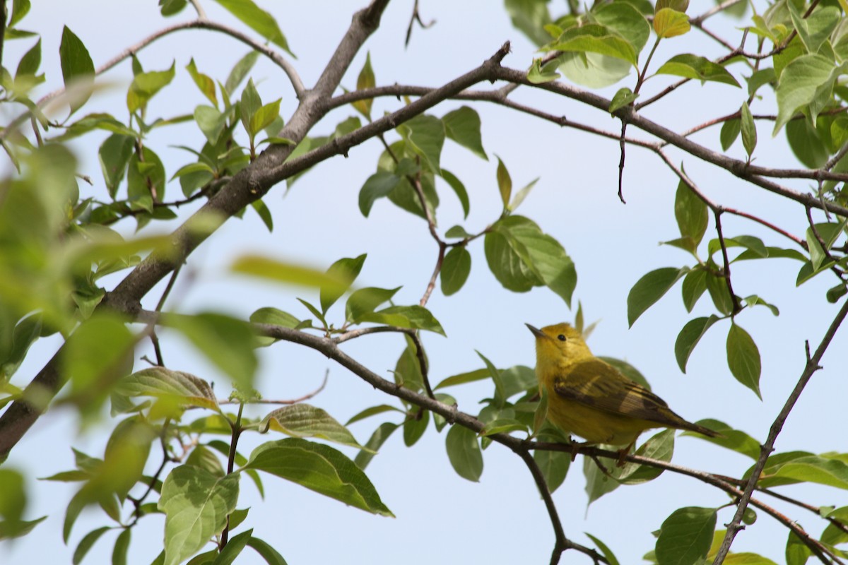 Yellow Warbler - ML621740428