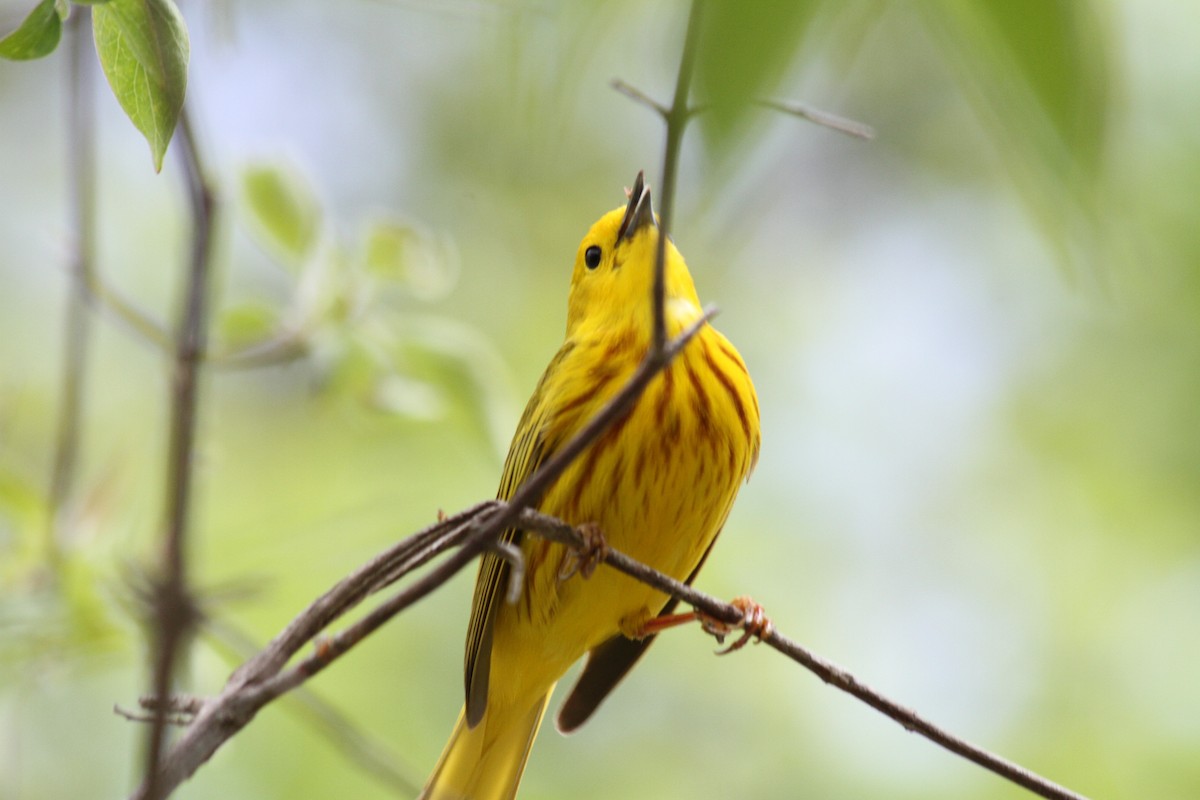 Yellow Warbler - ML621740430