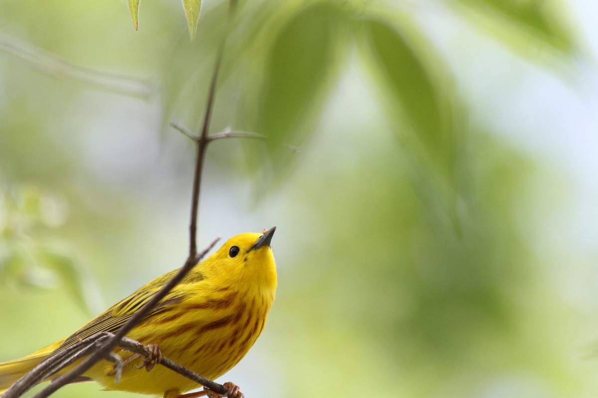 Yellow Warbler - ML621740431